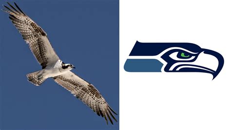 NFL animal power rankings: Fear the felines or the angry birds ...