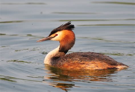 Great Crested Grebe | British wildlife, Wildlife photography, Crest