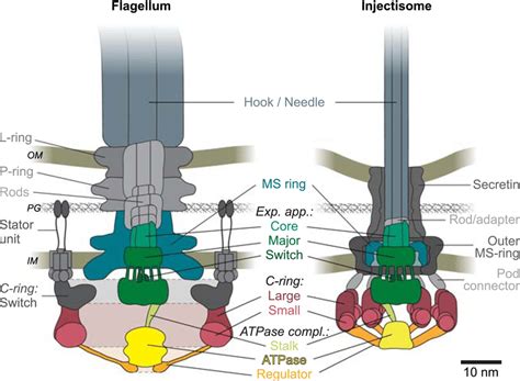 Schematic representation of the type III secretion systems in... | Download Scientific Diagram