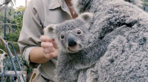 so cute | Baby koala, Koala marsupial, San diego zoo