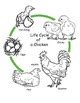 Exploring the Life Cycle of a Chicken: Engaging Preschool Science ...