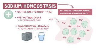 Hypertonic Dehydration: What Is It, Causes, Treatment, and More | Osmosis