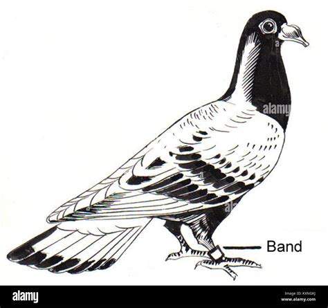 Carrier pigeon illustration hi-res stock photography and images - Alamy