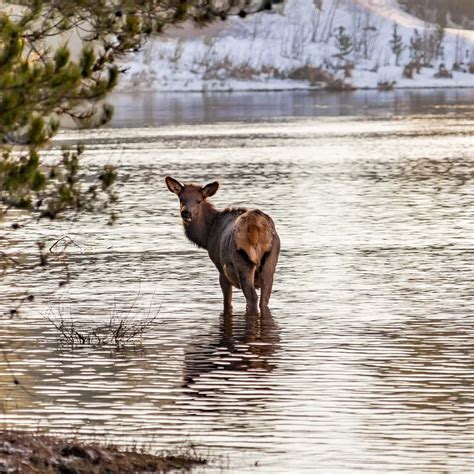 WOLVES INFLUENCE ELK MOVEMENTS: BEHAVIOR SHAPES A TROPHIC CASCADE IN ...