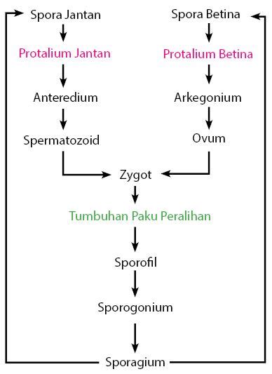 Daur Hidup Tumbuhan Paku – idschool.net