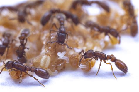 The Rockefeller University » Ant pupae secrete fluid as "milk" to nurture young larvae