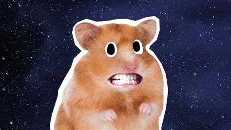 Download Funny Hamster Meme Pictures | Wallpapers.com