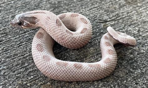 Lavender - Hognose Snake Traits - Morphpedia