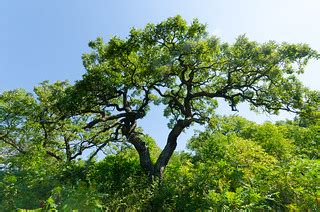 Savanna | Clifford Messinger Dry Prairie & Savanna Preserve … | Flickr