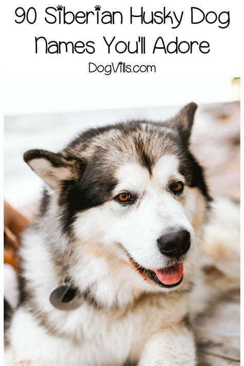 90 Spectacular Siberian Husky Dog Names - DogVills