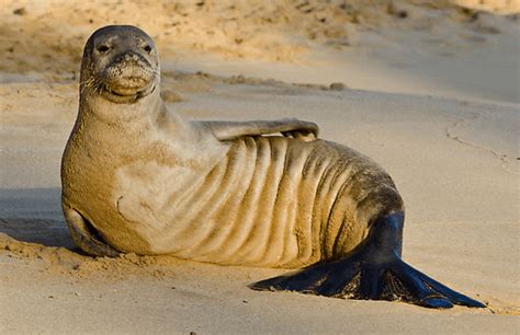 Monk Seal spotting on Kauai's South Shore