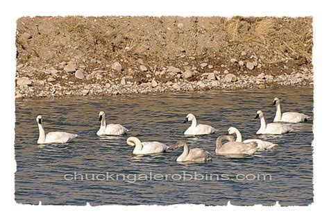 Chuck Robbins-Outdoors: Snow Goose and Tundra Swan Migration...