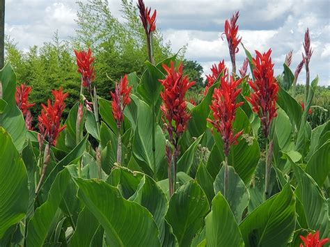 6 Red Canna Lily Indian Shot Bulbs Roots Rhizomes Bareroot - Etsy