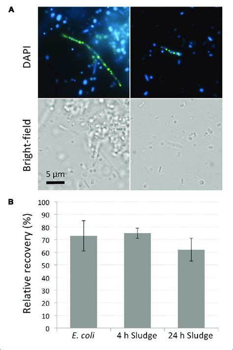 | DAPI stains DNA and polyP while maintaining cell viability. (A)... | Download Scientific Diagram