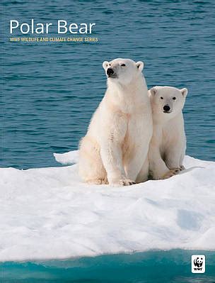 Polar bears and climate change | WWF