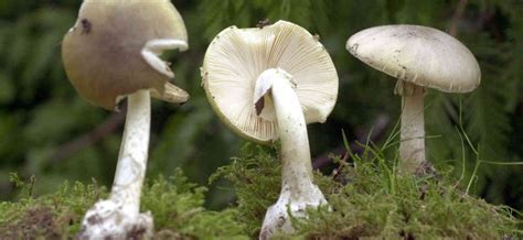 Mushroom poisoning. Symptoms of toadstool poisoning – Healthy Food Near Me