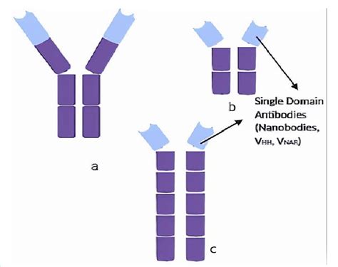 Single Domain Antibody format [71]. a) Structure of a full length ...