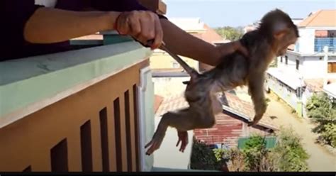 Gut-wrenching Video Shows Monkeys Being Beaten To Death