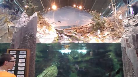 Quick look at Nashville Bass Pro Shop Aquarium - YouTube