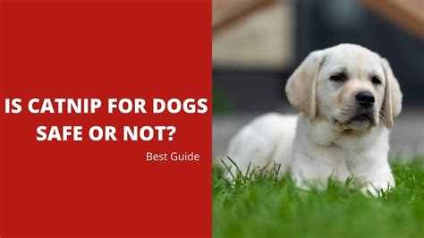 Is Catnip For Dogs Safe Or Not? Best Guide 2024 - Dog Fluffy