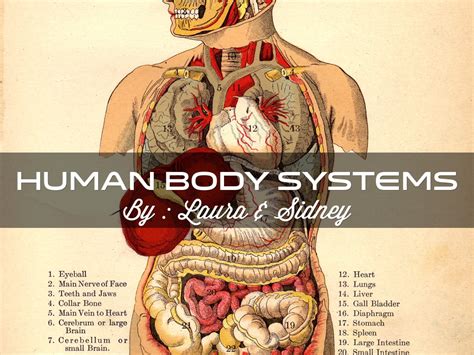 Human Body System by Sidney Critchley