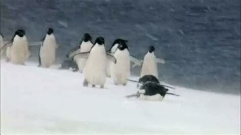 Snow Penguin GIF - Snow Penguin - Discover & Share GIFs