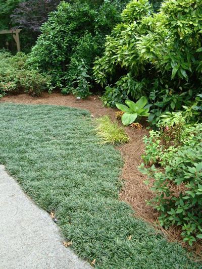 Mondo Grass – Making a Lawn | Walter Reeves: The Georgia Gardener