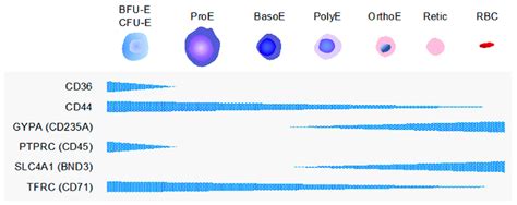 Key markers of the erythroid lineage cells. Surface markers that define ...