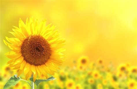 Why Do Sunflowers Always Face The Sun? » ScienceABC