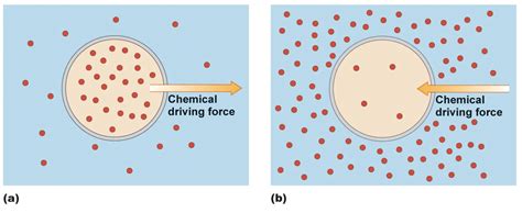 What Is A Concentration Gradient? Defination – Get Education