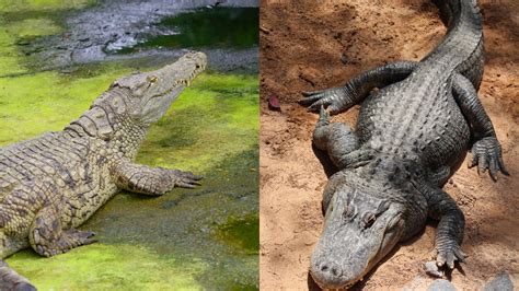 What Is The Difference Between A Crocodile And An Alligator? - Online ...