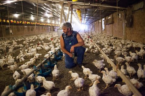 This former chicken farmer has had enough — Stone Pier Press