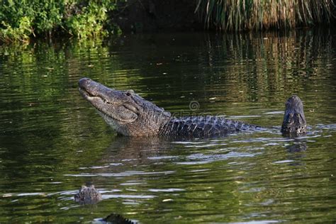 Large Alligator In Florida Swamp Stock Photo - Image of nature, alligator: 20597106