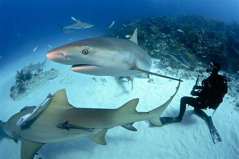 Discover Intriguing Shark Facts 🎖️ Apex Shark Expeditions