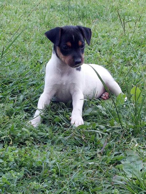 Fox Paulistinha / Brazilian Terrier Puppy Dog | Terrier, Fox paulistinha, Cães