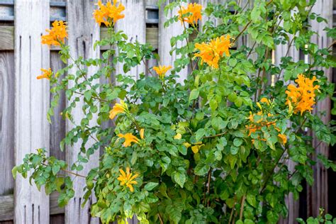 How to Grow and Care for Cape Honeysuckle