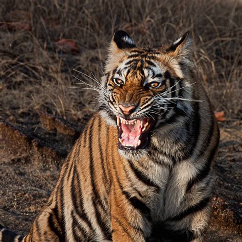 Tiger Roaring • Marko Dimitrijevic Photography