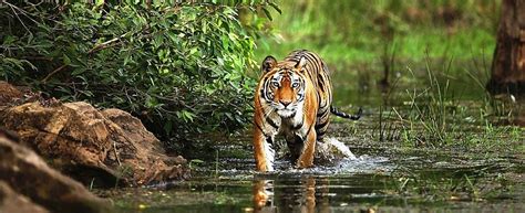 9 Best Wildlife Sanctuaries & National Parks in Madhya Pradesh