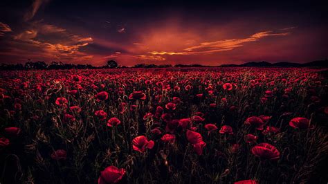 HD wallpaper: poppy field, sunset, poppies, horizon, sky, flower field ...