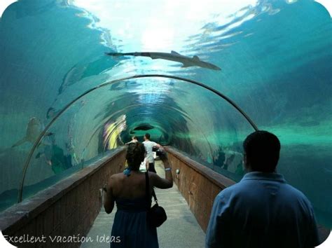 Atlantis Aquarium - One of the best attractions at the Atlantis Bahamas