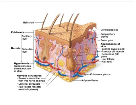 Unit 4: Integumentary System - Badger Anatomy & Physiology