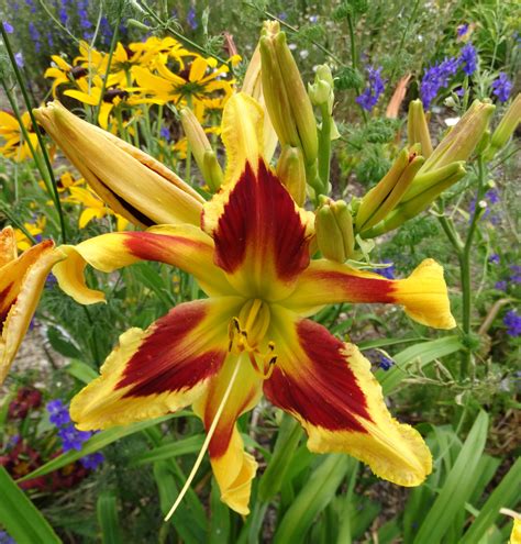 OAK HILL DAYLILIES - ONE HOT MAMA