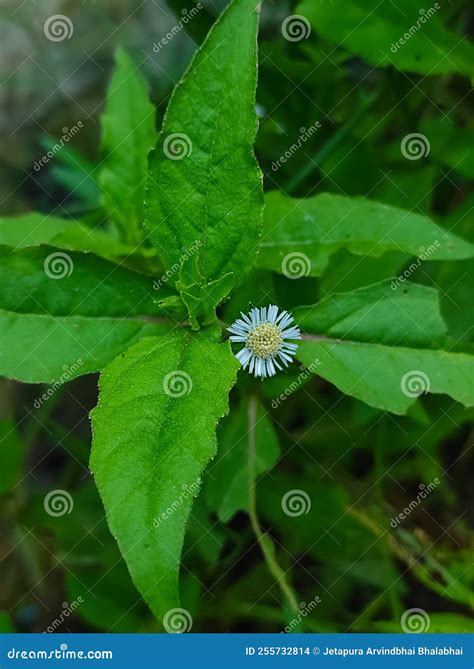 False Daisy Trailing Eclipta Bhringaraj Kesharaj Ayurvedic Medicine Flower Plant Stock Photo ...