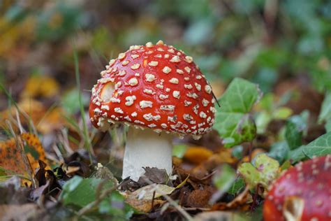 Poisonous Mushroom Free Stock Photo - Public Domain Pictures