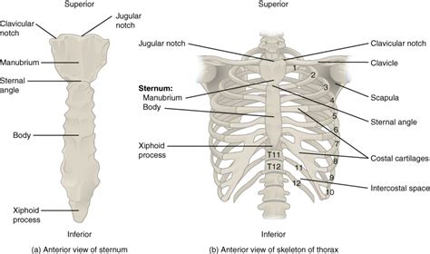 The Thoracic Cage | Anatomy and Physiology I