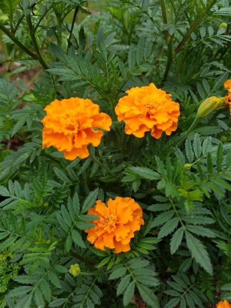 Orange marigolds | Plants, Marigold, Orange