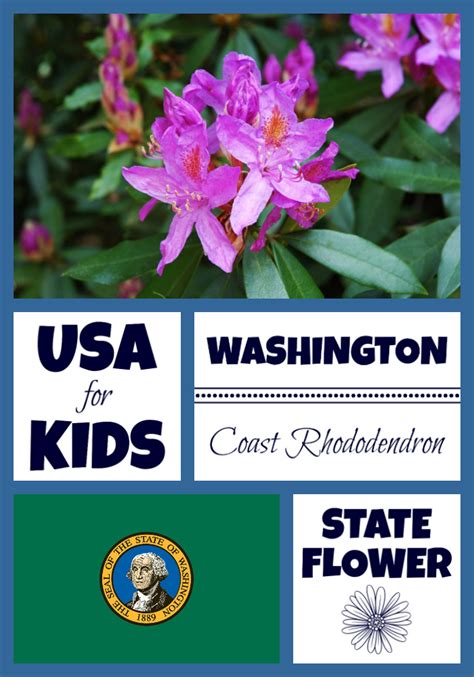 Washington State Flower - Coast Rhododendron - USA Facts for Kids