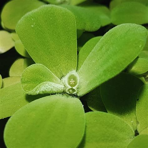 Flor da espécie Pistia stratiotes ou popularmente conhecida por Alface d'água. Eu gosto de usar ...