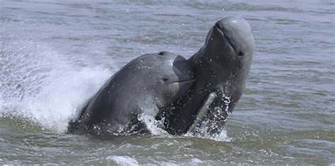 The Endangered Irrawaddy Dolphin | Critter Science