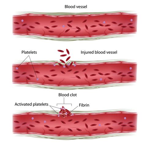 Write down Functions of Blood - Class 10 - CBSE Class Notes Online - Classnotes123